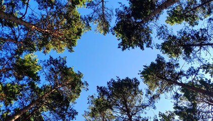 Obraz premium Clean Sky Over Pine Forest Canopy, Air Purity Symbolism