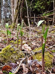 Closeup of several jack-in-the-pulpit plants growing in a forest. Surrounded by brown leaves, moss, and green undergrowth, with a soft-focus woodland background in natural spring light.