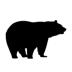 Black Bear Silhouette Vector on White Background
