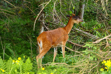 white tailed deer © Denis
