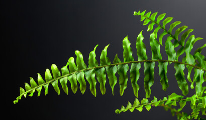 Green fern plant on a black background.
