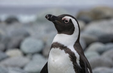 Naklejka premium Close-up of African penguin on rugged rocky shore. Penguin black body, white feet. Dotted with gray stones, providing contrast to soft fluffy feathers. Flightless bird stands out against rocky