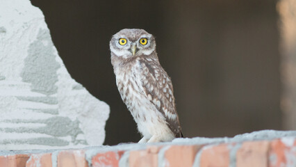 great horned owl