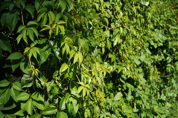 Obraz premium Lush green foliage in the garden park.
