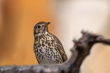 Song Thrush -Turdus philomelos in the colorful background