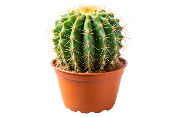 Golden barrel cactus plant in a brown pot, isolated on transparent background