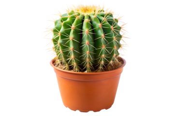 Golden barrel cactus plant in a brown pot, isolated on transparent background