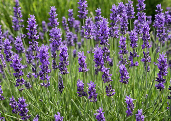 Obraz premium lavender field in provence france