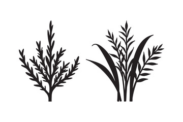 Two black silhouette botanical plant illustrations
