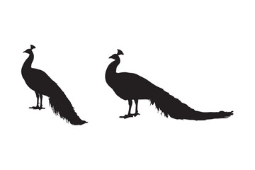 Two silhouette peacocks standing side by side