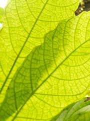 green leaf macro close up