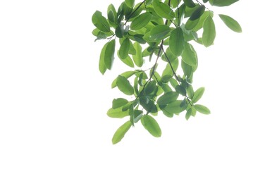 Tropical tree leaves growing in botanical garden on white isolated background for green foliage backdrop 