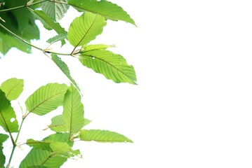 In selective focus Kratom leaves with branches on white isolated background for green foliage backdrop