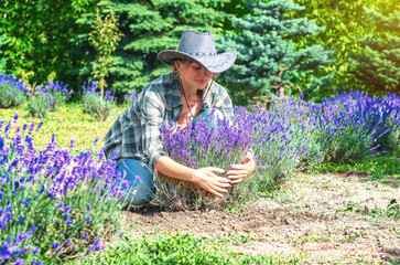 Agritourism. Woman admiring of lavender. Essential oil industry. Growing and caring for lavender.