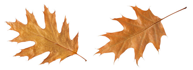 Autumn oak leaf isolated on white background. Fall season foliage. Top view. Flat lay