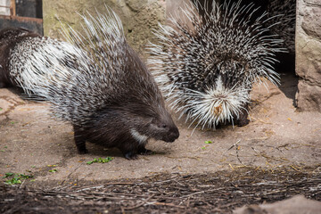 Indian crested porcupine Hystrix indica, also known as the Indian porcupine