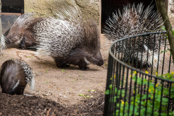 Indian crested porcupine Hystrix indica, also known as the Indian porcupine