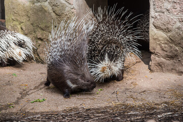 Indian crested porcupine Hystrix indica, also known as the Indian porcupine