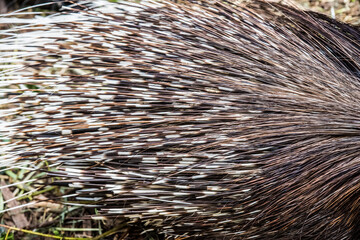 Indian crested porcupine Hystrix indica, also known as the Indian porcupine