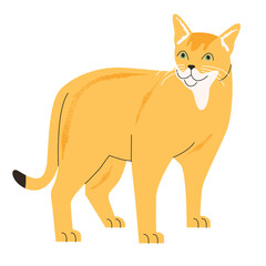 vector illustration of a cat