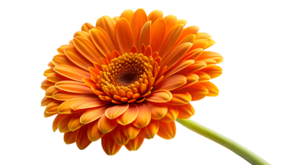 Single vibrant orange gerbera daisy flower with petals and stem, isolated on transparent background