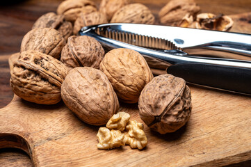 Walnuts nuts, cultivation of AOP walnuts in Perigord, Dordogne, France