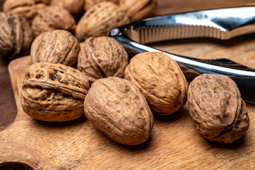 Walnuts nuts, cultivation of AOP walnuts in Perigord, Dordogne, France