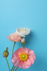 Obraz premium Beautiful poppy flowers on light blue background