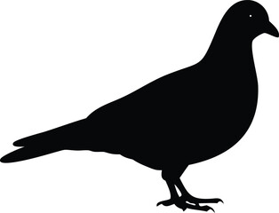Pigeon Silhouette Standing, Bird Isolated Vector, Minimalist Design, White Background