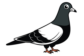 Pigeon with Gray Head, White Body, and Orange Feet