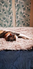 Cute calico cat 3-colours sleeping relaxed in fluffy bed