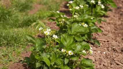 A bed of garden strawberries in open ground during the flowering period. Jolie variety.