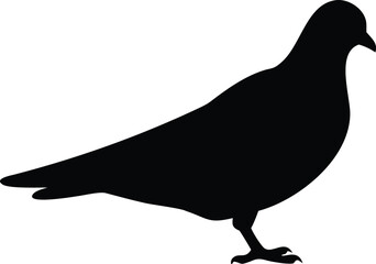 Silhouette of Pigeon with Detailed Feathers on a Clean White Background