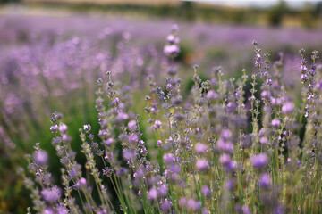 Beautiful blooming lavender flowers growing in field, closeup