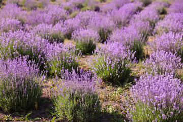 Beautiful blooming lavender flowers growing in field