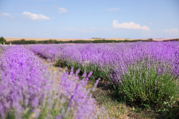 Obraz premium Beautiful blooming lavender flowers growing in field