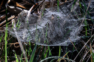 spider web with dew on the grass
