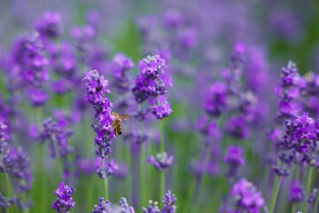 Beautiful blooming lavender flowers growing in field, closeup