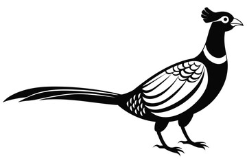 Pheasant Silhouette with Crest and Striking Tail Feathers on White Background