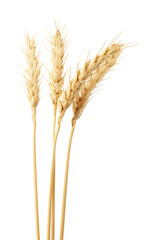 Fototapeta premium Dried spikes of wheat on white background