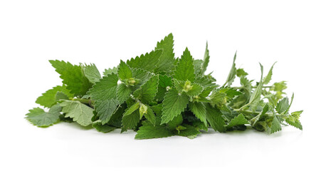 Green leaves of lemon balm.