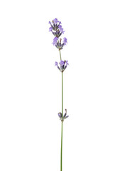 Obraz premium Beautiful aromatic lavender flower isolated on white