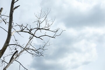 Beautiful tree branches under cloudy sky, low angle view. Space for text