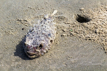 Peixe Morto IMG_2145