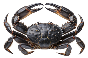 close-up of black crab with detailed hard shell texture and large claws On AI generated by PNG
