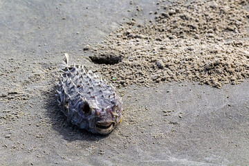 Peixe Morto IMG_2146