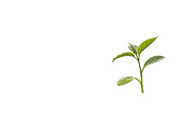 Obraz premium Cloud Watering a Sprout Growth, Nature, and New Beginnings an AI Generated by PNG