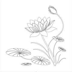 Lotus Flower Line Art Illustration