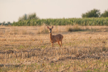 A doe in the field looks straight into the camera on a summer evening © ivan