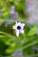 Real Outdoor White Flower before Blooming, Anemone Hortensis, Perennial Herbaceous Flowering Plant, Cape Marguerite
